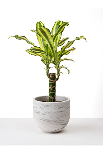 Kaju Creative Dekoratif Beton Saksı - Mermer Desenli - 15x13