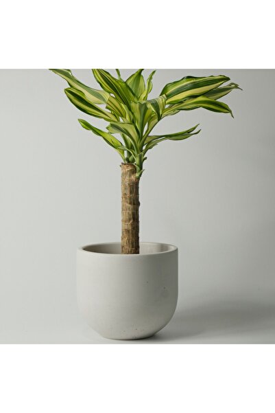 Kaju Creative Dekoratif Beton Saksı - Gri - Bss