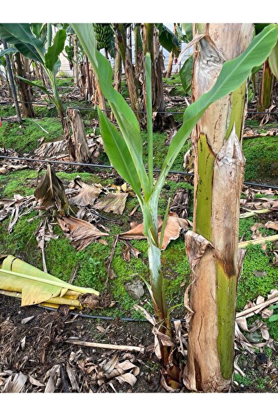 DRZ TARIM Muz Fidanı 1 Mt Üstü