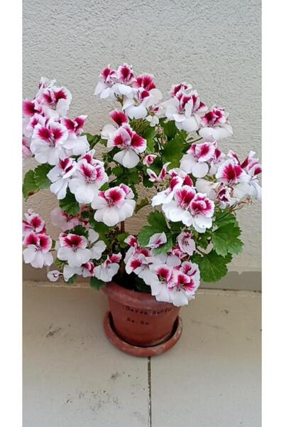 Mimoza Ceylan Gözlü Sardunya Fide Kırmızı Beyaz 10-20 cm