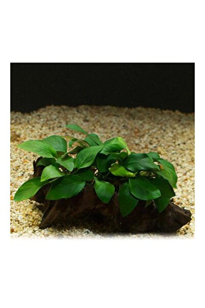 Genel Markalar Anubias Barteri Var 5-6 Yapraklı Kök Canlı Bitki