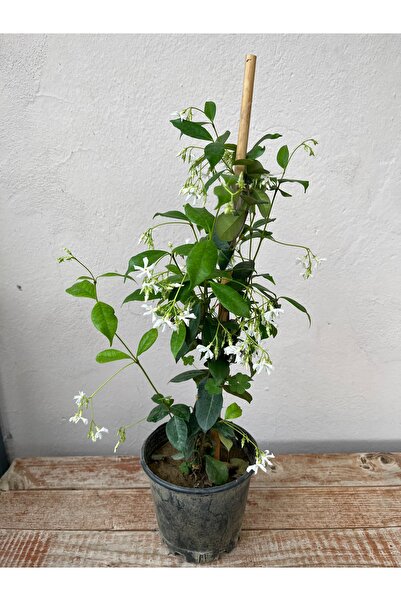 Birtutamrenk Arap Yasemini Kokulu Çiçek 60cm