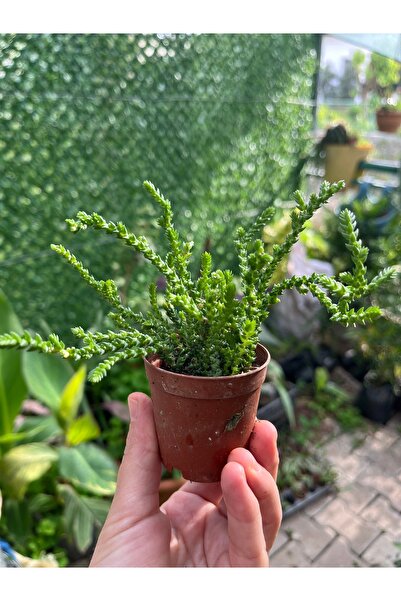 Birtutamrenk Crassula Muscosa Prenses Çamı Sukulent 5.5