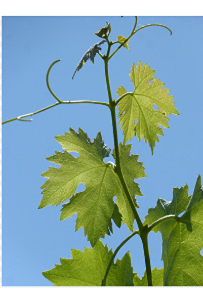 Çiftlik ve mandıra Yaprak sarma zeytinyağlı 1 kg (pişmiş)