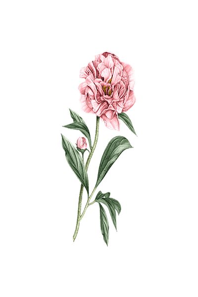 L'Occitane Peony Hand Cream with Fresh Floral Notes - 30ml