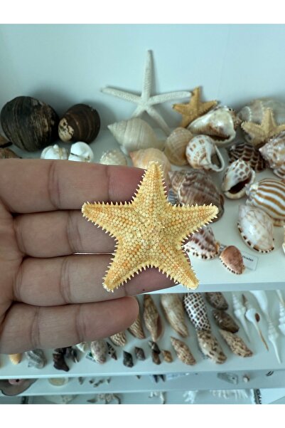 Seashell Rio Testere deniz yıldızı 4 - 5 cm
