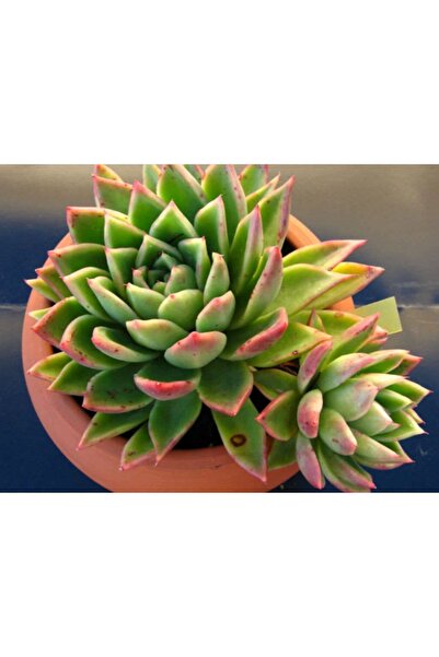 cantropikal Echeveria Agavoides, Turuncu Çiçek Açan Sukulent