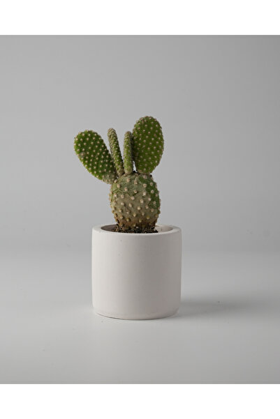 Kaju Creative Dekoratif Beton Saksı - Mini Sukulent - Kaktüs ve Sukulent Bitk...