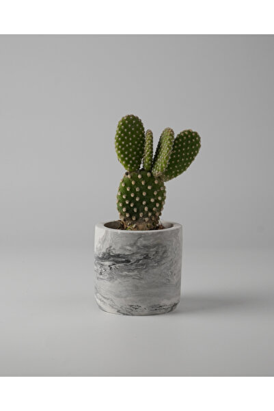 Kaju Creative Dekoratif Beton Saksı - Mini Sukulent - Kaktüs ve Sukulent Bitk...