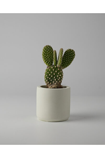 Kaju Creative Dekoratif Mini Sukulent Beton Saksı - Yeşil