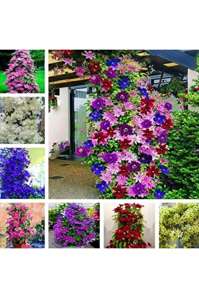 E-fidancim Multi Çiçekli Soğuklara Dayanıklı Mixed Clematis Orman Asması Çiçe...