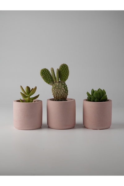 Kaju Creative Dekoratif Beton Saksı - Mini Sukulent - Kaktüs ve Sukulent Bitk...