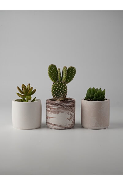 Kaju Creative Dekoratif Beton Saksı-3'lü Mini Sukulent Kaktüs ve Sukulent Bit...