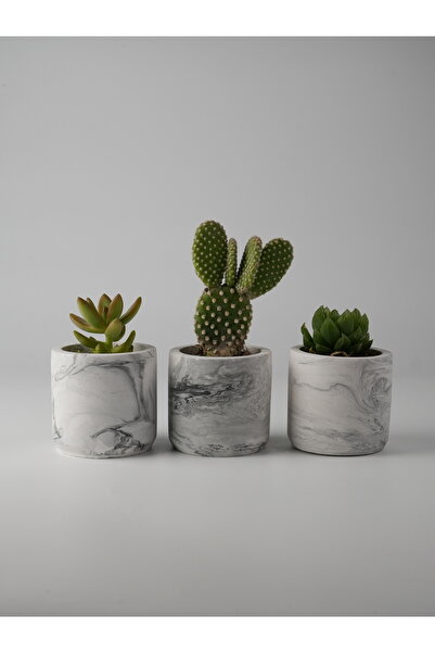 Kaju Creative Dekoratif Beton Saksı - Mini Sukulent - Kaktüs ve Sukulent Bitk...