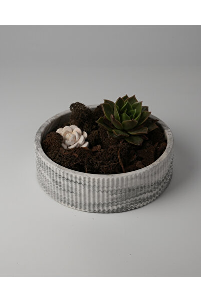 Kaju Creative Dekoratif Beton Çizgili Kase - Sukulent - Mini Kaktüs - Bonsai ...