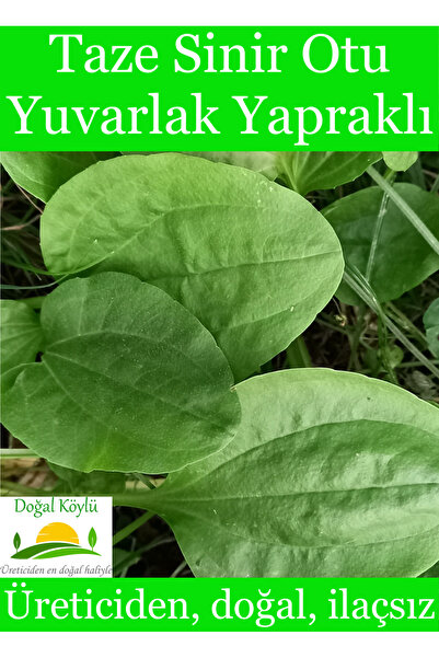 Doğal Köylü Taze Sinir Otu 50gr (GENİŞ YAPRAKLI) - Üreticiden, Doğal, İlaçsız