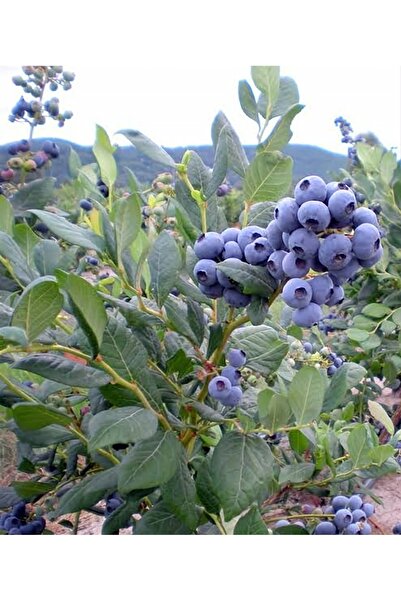 AnkaBahçe Yaban Mersini Saksılı Blueberry 30 - 50 cm Saksıda Meyve Verir Durumda