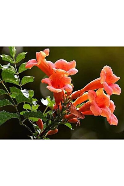 AnkaBahçe Acem Borusu ( Campsıs Radıcans ) 30-50 Cm