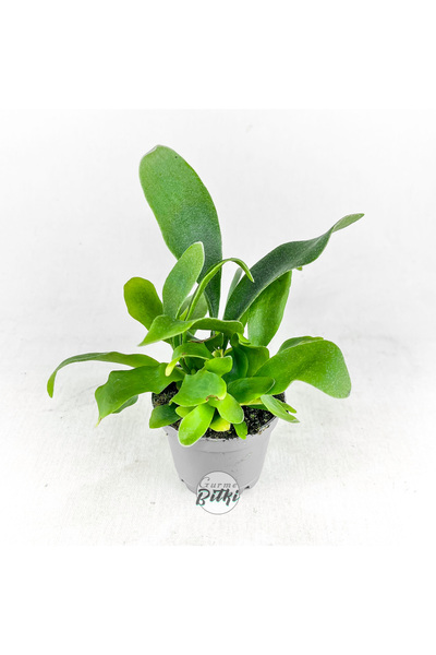 Gurme Bitki Platycerium Bifurcatum Mini - Geyik Boynuzu Eğreltisi İthal (5.5 ...