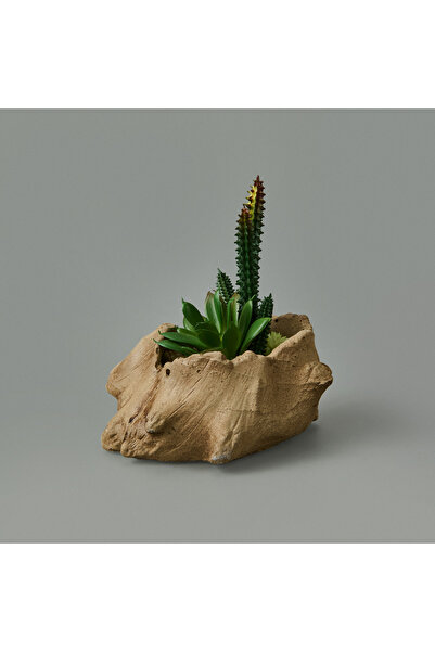 Genel Markalar Ağaç Kökü Saksıda Sukulent - 15x16x16 cm