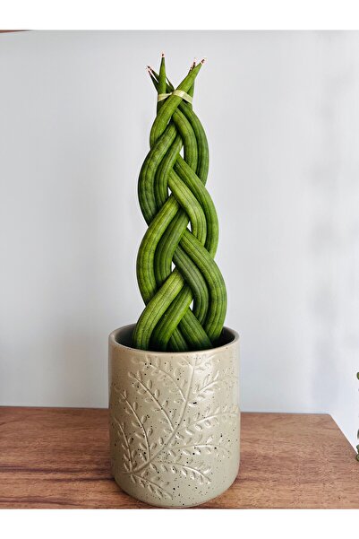 SUKULENTİSTANBUL Sansevieria Gevlochten - Cylindrica( Örgülü Paşa Kılıcı) - 8...