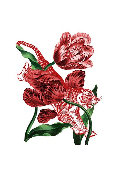 StoryGift Romania Sticker With Flowers, Tulips, Tiger, Leaves, Asian, Animal, With White Edges, Pvc Vinyl 40 Cm