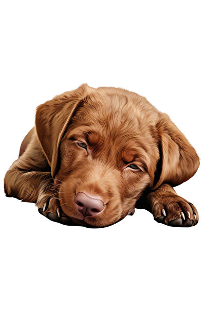 StoryGift Romania Sticker Autocolant 70CM cu un catelus maro care aproape ca ...