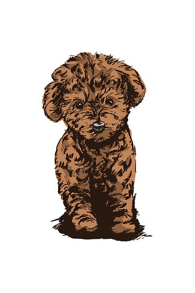 StoryGift Romania Sticker Eticheta 50CM Cu Caine Maro Mic Rasa Poodle, Animale De Companie Blanoase, Iubitorii D
