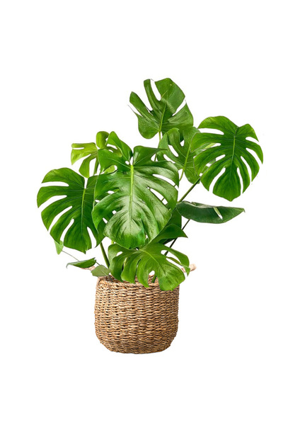 Fidanburada Deve Tabanı Large (Monstera Deliciosa) Basic Hasır Saksılı