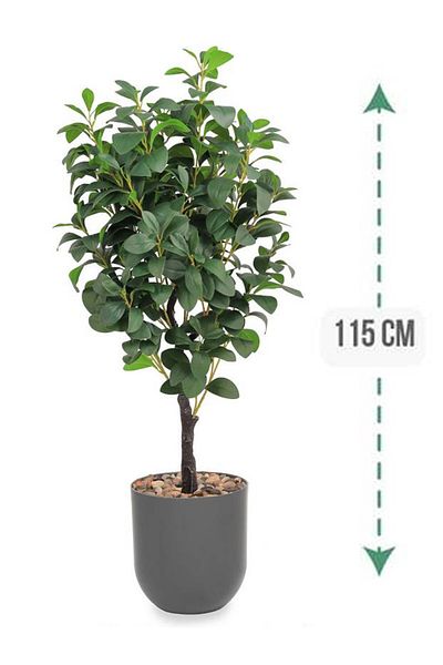 Generic Lemon tree in a cylindrical plastic pot
