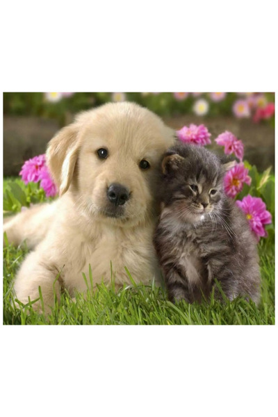 zola Goblen mozaic cu diamante, model catel si pisica, 30x40 cm