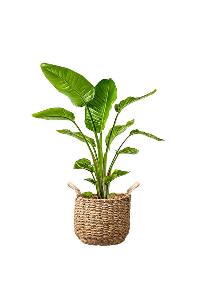 Fidanburada Starliçe (Strelitzia Nicolai) Basic Hasır Saksılı