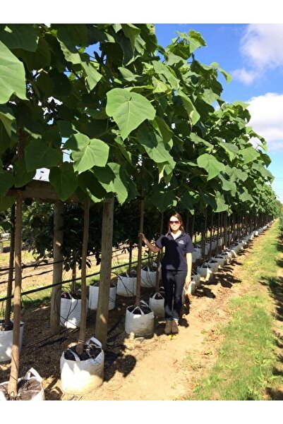 ŞAFAK PEYZAJ TOHUMCULUK Pavlonya ( Paulownia) Ağacı Tohumu 50 Adet Orjinal Tohum