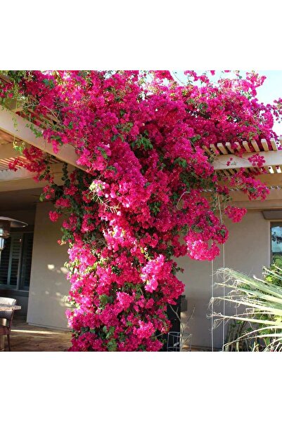 peyzajyagmur Saksıda Sarılıcı Pembe Tırmanıcı Begonvil Sarmaşığı Fidanı