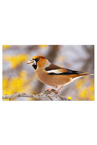 StoryGift Romania Tablou Canvas Cu Pasare Pe Creanga Toamna - Observare, Natu...