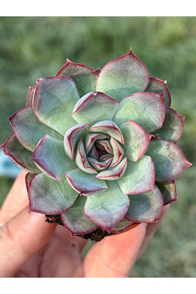 SukuLand Echeveria Esther ithal koleksiyonluk özel tür sukulent 5,5cm saksıda
