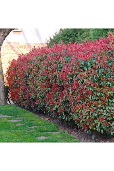 Zambak Botanik Alev Çalısı (Photinia serratifolia) - Renkli ve Dayanıklı Peyzaj Bitkisi