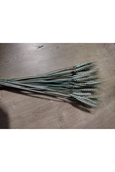 BAŞAK Kurutulmuş haki renk başak 70 80 dal