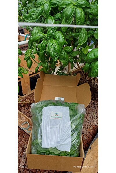 Nihsar 125 gr -taze Italyan Fesleğeni Yaprakları