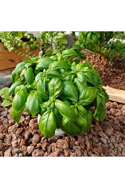 Nihsar 125 gr -taze Italyan Fesleğeni Yaprakları