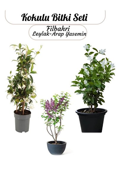 Gardenbox 3'lü Kokulu Bahçe Çiçeği Seti Filbahri+ Arap Yasemin +Leylak Saksılı
