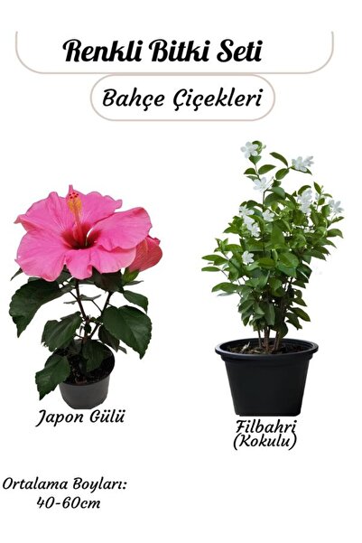 Bitkim Sende Japon Gülü (Pembe) ve Filbahri – Saksılı, Çiçekli, Bahçeye Uygun...