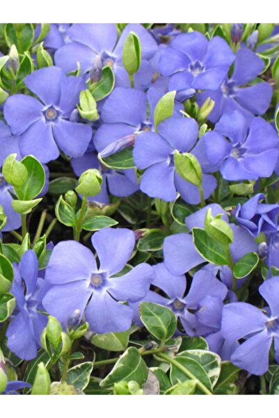 Gardenbox Vinca Mor Renk Cezayir Menekşesi 20-40cm Saklısı