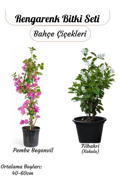 Gardenbox Kampanyalı Pembe Begonvil ve Filbahri – Saksılı Çiçekli Bahçeye Uyg...