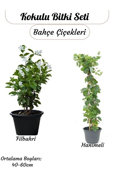 Gardenbox Kokulu Sarmaşık Seti Filbahri (Ağaş Şakayığı)+ Hanımeli Saksılı