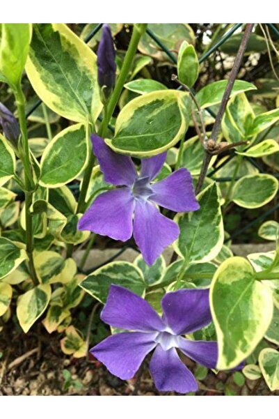 Gardenbox Vinca Minor Atropurpurea Mavi Cezayir Menekşesi Fidanı
