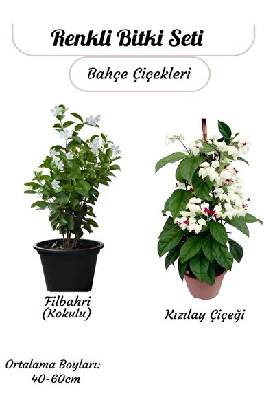 Gardenbox Renkli 2'Lİ Sarmaşık Bitki Kızlay (Kanayan Kalpler)+ Filbahri Beyaz Ağaç Menekşesi