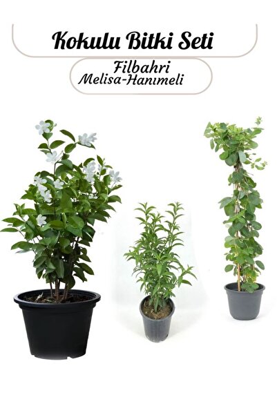 Gardenbox Çok Avantajlı Kokulu Çiçek Seti Melisa+ kokulu Hanımeli Sarmaşık+ Filbahri(Philadelphus)