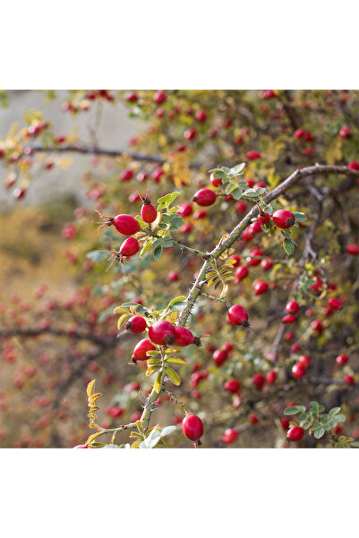 Radika Aromaterapi Rosehip Seed Oil / Cold Pressed Carrier Oil