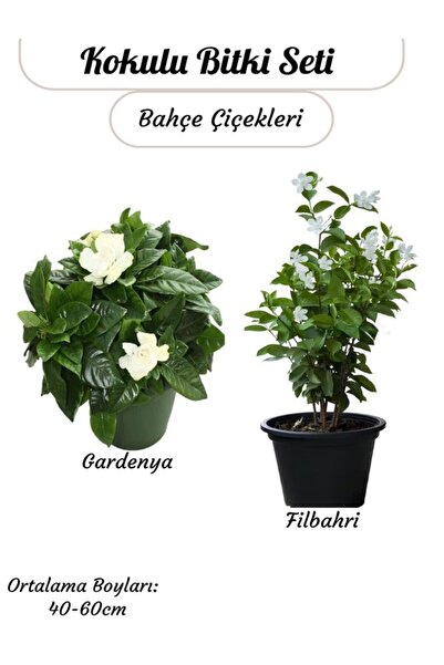 Bitkim Sende 2'li Kokulu Bitki Seti Filbahri (Philadelphus) +Gardenya Çiçeği ...